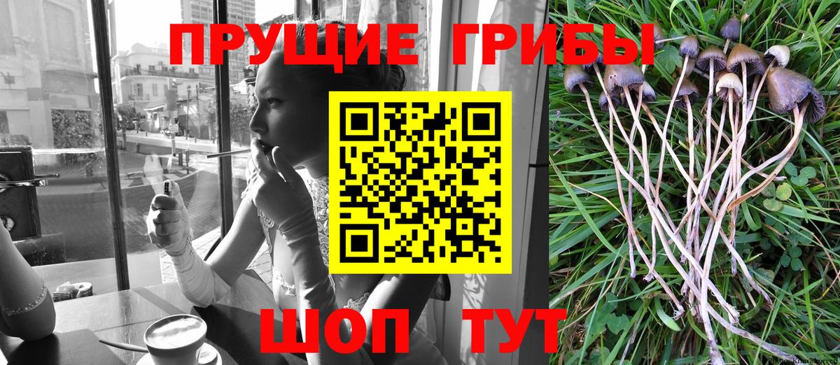 Галлюциногенные грибы Psilocybe Сарапул